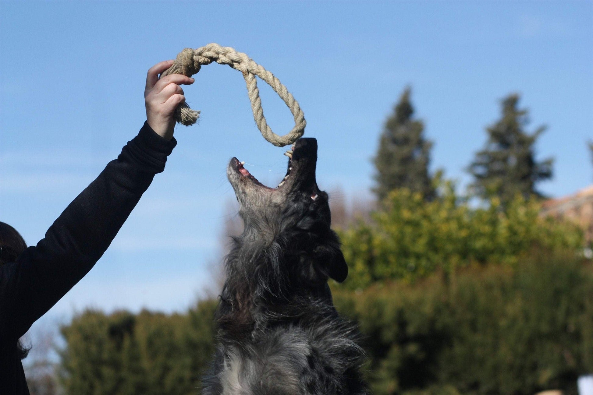 dog chasing hemp dog toy