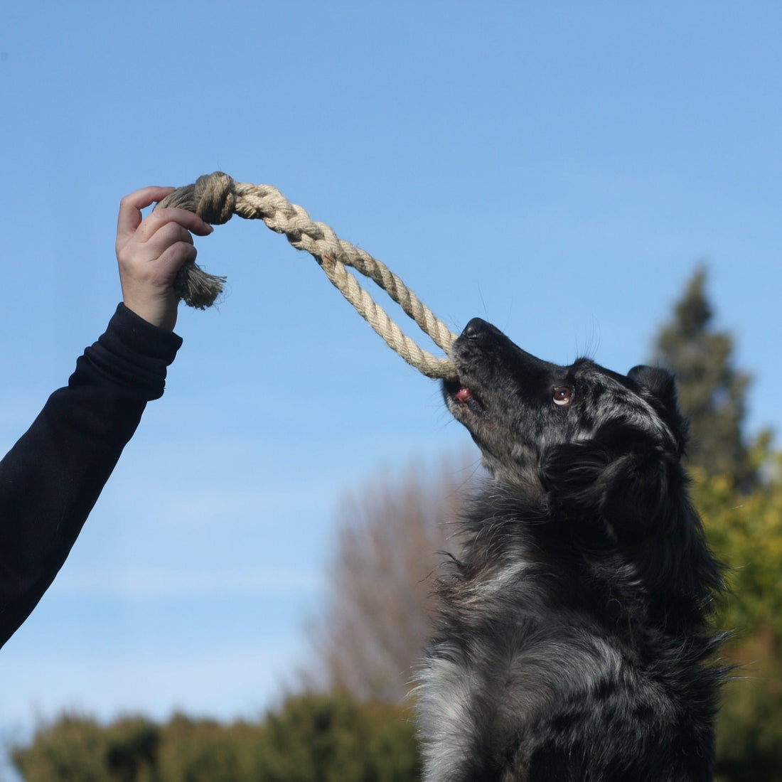 dog catching hemp rope dog toy
