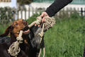 dogs enjoy hemp rope toys