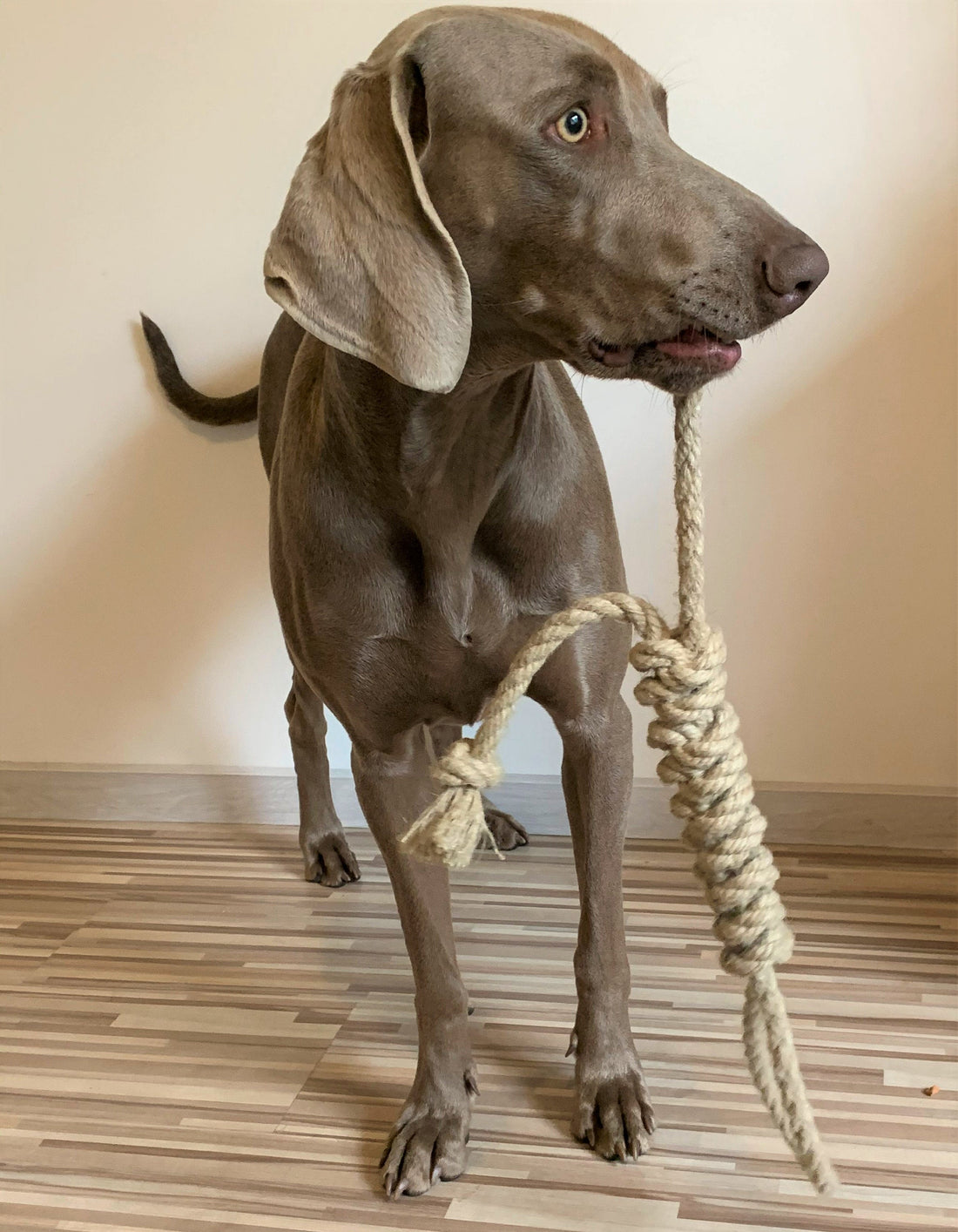 robust hemp rope dog toy