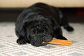 dog chewing natural dog cheese