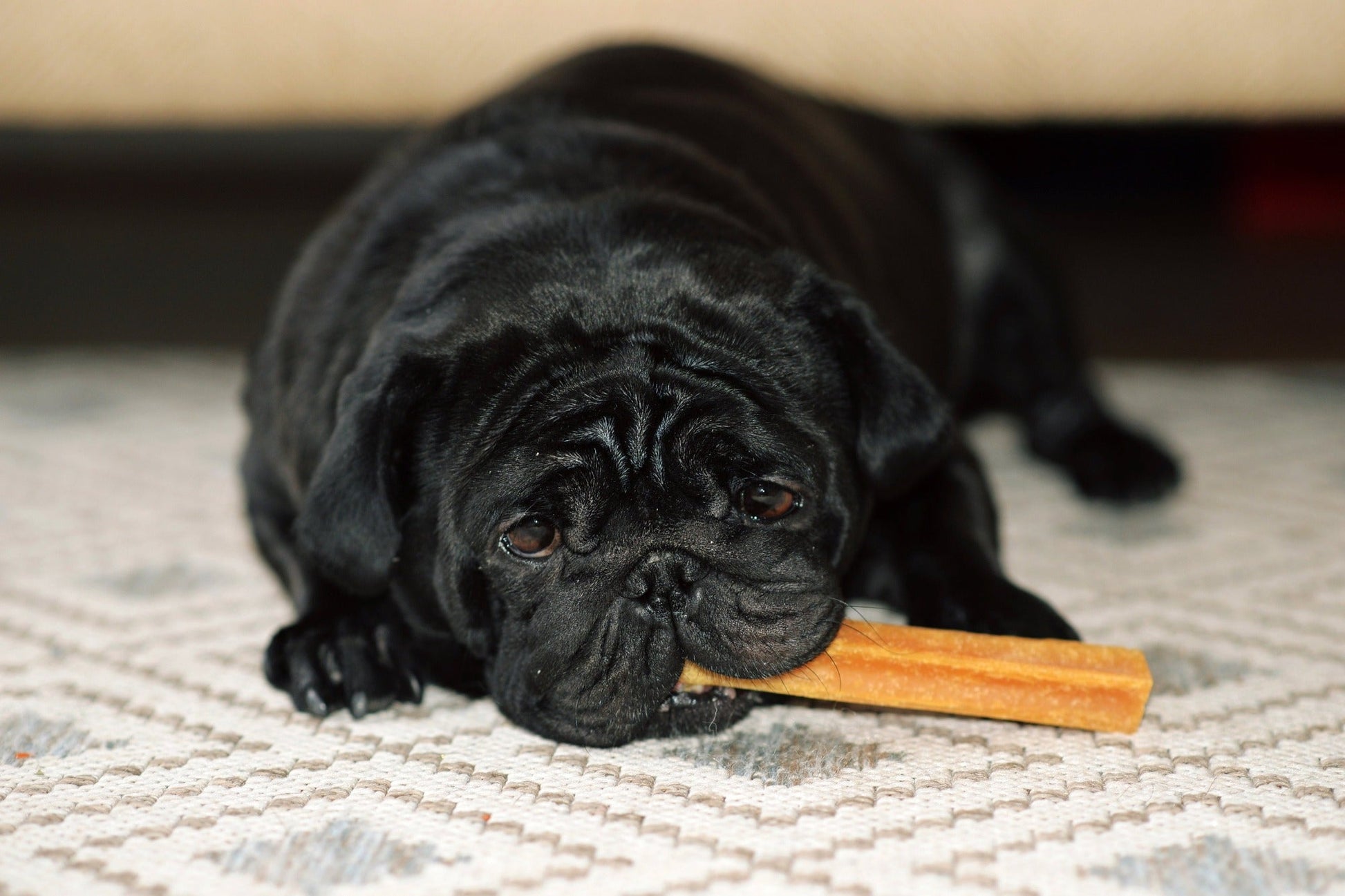 dog chewing natural dog cheese